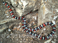 : Lampropeltis zonata pulchra; San Diego Mountain Kingsnake