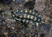 : Nuttallina californica; California Nuttall's Chiton