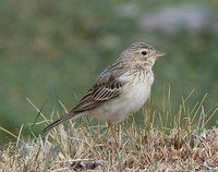 Blyth's Pipit. Photo © A. Braunlich