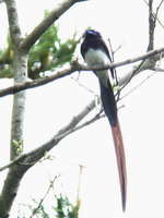 Terpsiphone atrocaudata Black Paradice Flycatcher サンコウチョウ♂