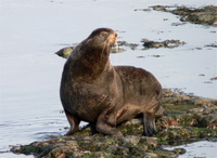 Northern Fur Seal. Photo by Rick Taylor. Copyright Borderland Tours. All rights reserved.