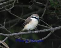 노랑때까치(Brown Shrike)