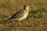 Buff-breasted sandpiper Photograph by Rebecca Nason