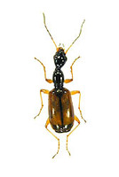 ナカグロキバネクビナガゴミムシ 1 ex. Odacantha puziloi