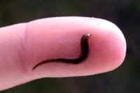 Erpobdella octoculata