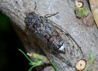 Cicada orni