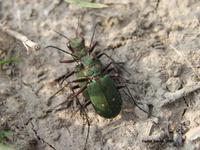 Cicindela campestris - Green Tiger Beetle