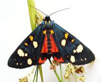 Callimorpha dominula - Scarlet Tiger