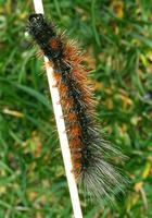 Hyphoraia aulica - Brown Tiger Moth