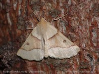 Crocallis elinguaria - Scalloped Oak