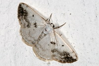 Lomographa temerata - Clouded Silver