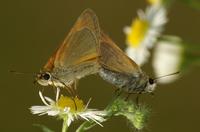 Thymelicus sylvestris - Small Skipper