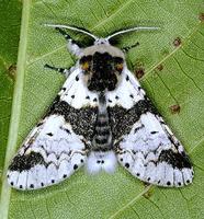 Furcula bicuspis - Alder Kitten