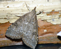 Opsibotys fuscalis
