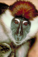 White-collared mangabey (Cercocebus torquatus)