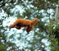 Red bald-headed uakari (Cacajao calvus rubicundus)