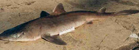 Squalus mitsukurii, Shortspine spurdog: fisheries