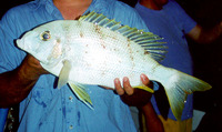 Gymnocranius audleyi, Collared large-eye bream: fisheries