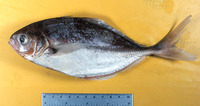 Hemicaranx zelotes, Blackfin jack: fisheries, gamefish