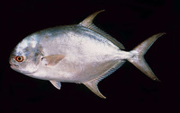 Trachinotus africanus, Southern pompano: fisheries, gamefish, aquarium