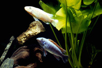Labeotropheus trewavasae, Scrapermouth mbuna: aquarium