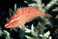 Pteragogus cryptus, Cryptic wrasse: