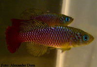 Nothobranchius foerschi, : aquarium