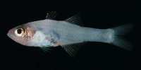 Cercamia eremia, Glassy cardinalfish: