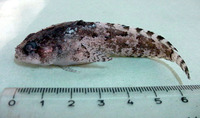 Opsanus phobetron, Scarecrow toadfish: