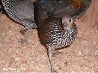 Grey Junglefowl Gallus sonnerati