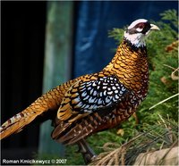 Reeves's Pheasant Syrmaticus reevesii