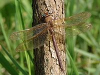 Aeshna grandis - Brown Hawker