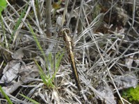 Orthetrum albistylum