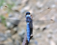 Orthetrum brunneum