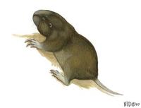 Image of: Geomys bursarius (plains pocket gopher)