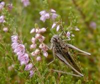 Platycleis albopunctata albopunctata