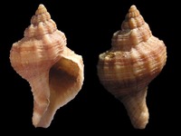 Fusinus sanctaeluciae