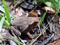 Bufo margaritifer