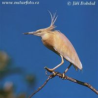 Ardeola ralloides - Squacco Heron