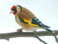 Carduelis carduelis - European Goldfinch