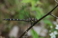 Image of: Cordulegaster maculata