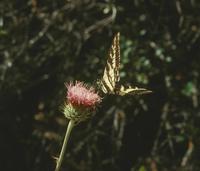 Image of: Papilionidae (swallowtail butterflies)