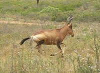 Damaliscus lunatus - Topi