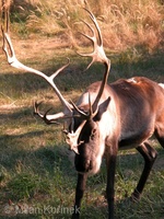 Rangifer tarandus f. domestica - Domestic Caribou