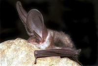 Plecotus auritus - Brown Big-eared Bat