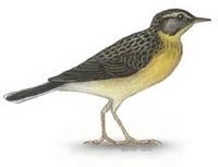 Image of: Anthus chloris (yellow-breasted pipit)