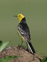 Image of: Motacilla citreola (citrine wagtail)