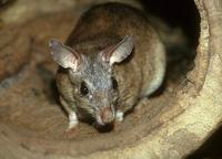 Hypogeomys antimena - Malagasy Giant Rat