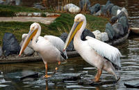 Image of: Pelecanus onocrotalus (great white pelican)