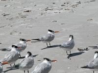 Image of: Sterna maxima (royal tern)